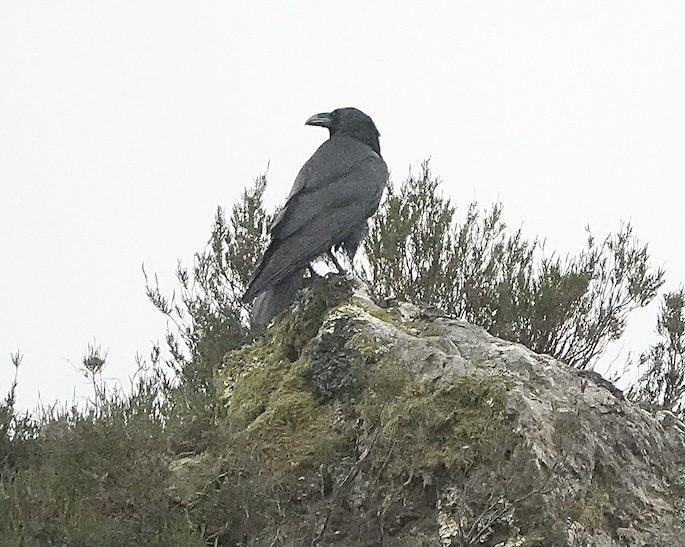 raven
